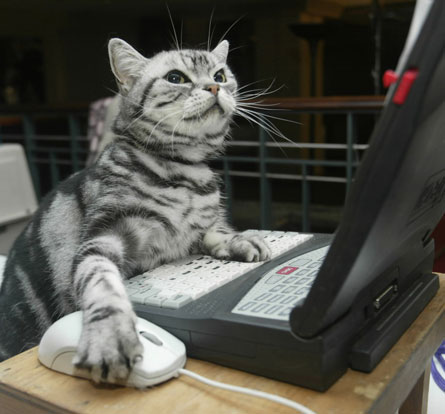 Image result for cat sitting at computer